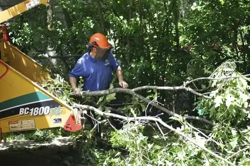 tree services Mantua